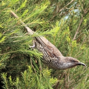 Anthochaera chrysoptera at Tathra, NSW - 28 Dec 2021