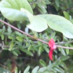 Kennedia rubicunda (Dusky Coral Pea) at Pambula - 28 Dec 2021 by KylieWaldon