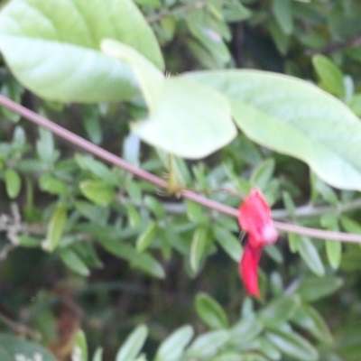 Kennedia rubicunda (Dusky Coral Pea) at Pambula Beach, NSW - 27 Dec 2021 by KylieWaldon