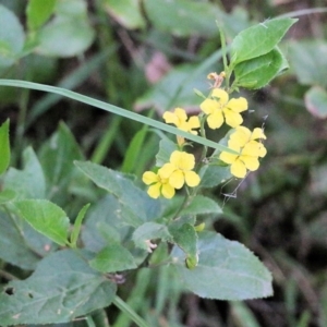 Goodenia ovata at Pambula Beach, NSW - 28 Dec 2021 04:59 AM