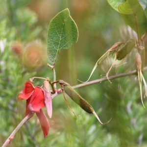 Kennedia rubicunda at Tathra, NSW - 28 Dec 2021