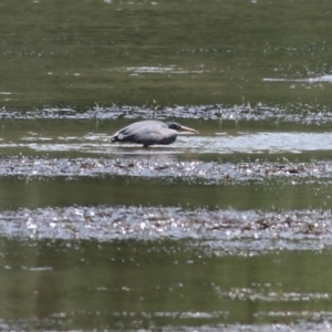 Egretta sacra at Mogareeka, NSW - 28 Dec 2021