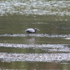 Egretta sacra at Mogareeka, NSW - 28 Dec 2021