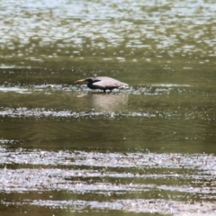 Egretta sacra at Mogareeka, NSW - 28 Dec 2021 11:38 AM