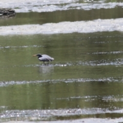 Egretta sacra at Mogareeka, NSW - 28 Dec 2021