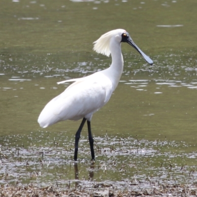 Platalea regia (Royal Spoonbill) at Mogareeka, NSW - 28 Dec 2021 by KylieWaldon