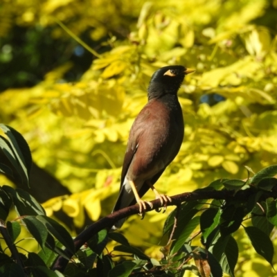 Acridotheres tristis (Common Myna) at Burradoo, NSW - 29 Dec 2021 by GlossyGal