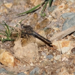 Orthetrum caledonicum (Blue Skimmer) at Bournda National Park - 28 Dec 2021 by KylieWaldon