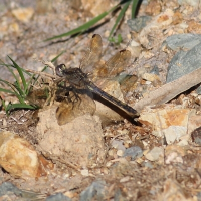 Orthetrum caledonicum (Blue Skimmer) at Wallagoot, NSW - 28 Dec 2021 by KylieWaldon