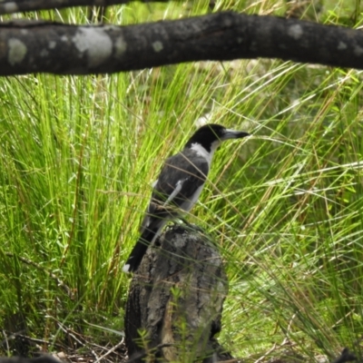 Cracticus torquatus (Grey Butcherbird) at Bundanoon - 21 Dec 2021 by GlossyGal