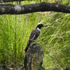 Cracticus torquatus (Grey Butcherbird) at Morton National Park - 21 Dec 2021 by GlossyGal
