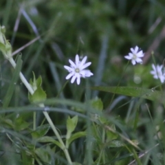 Stellaria flaccida (Forest Starwort) at Wallagoot, NSW - 29 Dec 2021 by KylieWaldon