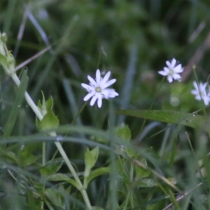 Stellaria flaccida at Wallagoot, NSW - 29 Dec 2021