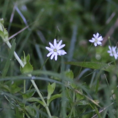 Stellaria flaccida (Forest Starwort) at Wallagoot, NSW - 29 Dec 2021 by KylieWaldon