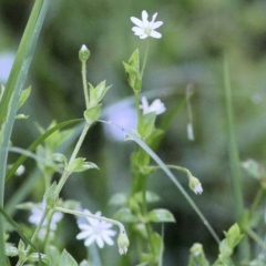 Stellaria flaccida at Wallagoot, NSW - 29 Dec 2021 06:55 AM