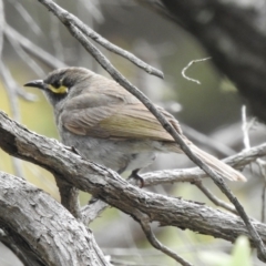 Caligavis chrysops (Yellow-faced Honeyeater) at Woodlands, NSW - 28 Dec 2021 by GlossyGal