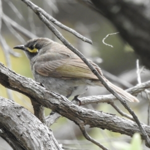 Caligavis chrysops at Woodlands, NSW - 29 Dec 2021