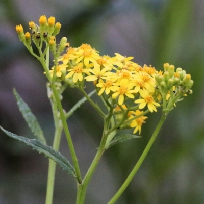 Senecio linearifolius (Fireweed Groundsel, Fireweed) at Bournda National Park - 28 Dec 2021 by KylieWaldon