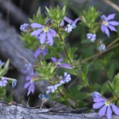 Scaevola ramosissima (Hairy Fan-flower) at Bournda National Park - 28 Dec 2021 by KylieWaldon