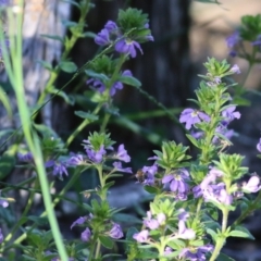 Scaevola ramosissima at Wallagoot, NSW - 29 Dec 2021