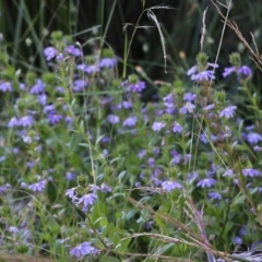 Scaevola ramosissima at Wallagoot, NSW - 29 Dec 2021