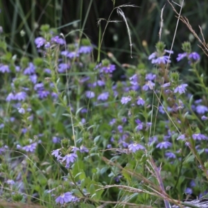 Scaevola ramosissima at Wallagoot, NSW - 29 Dec 2021 07:31 AM