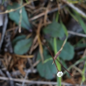 Lagenophora sp. at Wallagoot, NSW - 29 Dec 2021