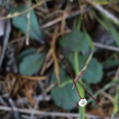 Lagenophora sp. (Lagenophora) at Wallagoot, NSW - 28 Dec 2021 by KylieWaldon