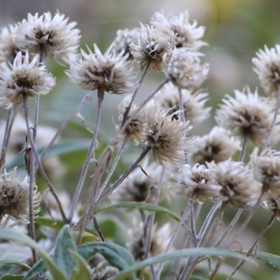 Coronidium elatum (White Everlasting Daisy) at Wallagoot, NSW - 29 Dec 2021 by KylieWaldon