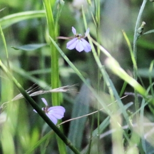 Lobelia anceps at Wallagoot, NSW - 29 Dec 2021 07:19 AM