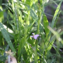 Lobelia anceps at Wallagoot, NSW - 29 Dec 2021