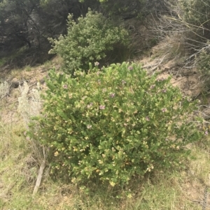 Polygala myrtifolia at Cowes, VIC - 17 Dec 2021