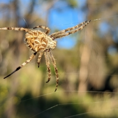 Backobourkia (genus) (An orb weaver) at Watson, ACT - 31 Dec 2021 by sbittinger