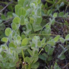 Kickxia elatine (Sharpleaf Cancerwort) at Wallagoot, NSW - 28 Dec 2021 by KylieWaldon