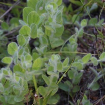 Kickxia elatine (Sharpleaf Cancerwort) at Bournda National Park - 28 Dec 2021 by KylieWaldon