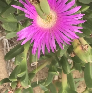 Carpobrotus rossii at Cowes, VIC - 17 Dec 2021