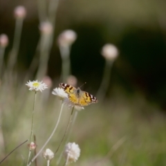 Vanessa kershawi (Australian Painted Lady) at Molonglo Valley, ACT - 3 Oct 2021 by JimL