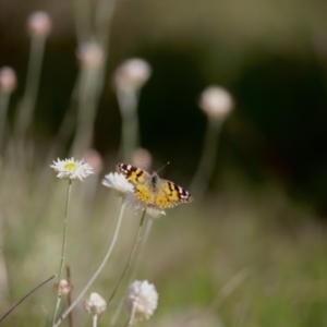 Vanessa kershawi at Molonglo Valley, ACT - 3 Oct 2021 04:54 PM