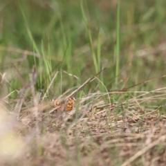 Vanessa kershawi at Molonglo Valley, ACT - 3 Oct 2021 04:54 PM