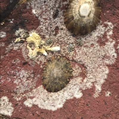 Unidentified Sea Snail / Limpet (Gastropoda) at Cowes, VIC - 17 Dec 2021 by Tapirlord