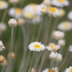 Leucochrysum albicans subsp. tricolor (Hoary Sunray) at Molonglo Valley, ACT - 3 Oct 2021 by Cricket