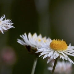 Leucochrysum albicans subsp. tricolor at Molonglo Valley, ACT - 3 Oct 2021 04:51 PM