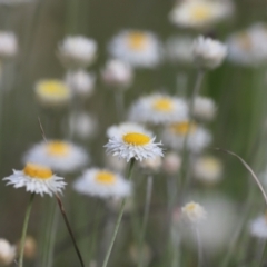 Leucochrysum albicans subsp. tricolor at Molonglo Valley, ACT - 3 Oct 2021 04:51 PM