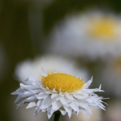 Leucochrysum albicans subsp. tricolor at Molonglo Valley, ACT - 3 Oct 2021 04:51 PM