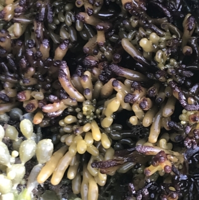 Unverified Marine Alga & Seaweed at Cowes, VIC - 17 Dec 2021 by Tapirlord