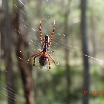 Plebs bradleyi (Enamelled spider) at Paddys River, ACT - 30 Dec 2021 by Ozflyfisher