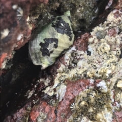 Unverified Sea Snail or Limpet (Gastropoda) at Cowes, VIC - 17 Dec 2021 by Tapirlord