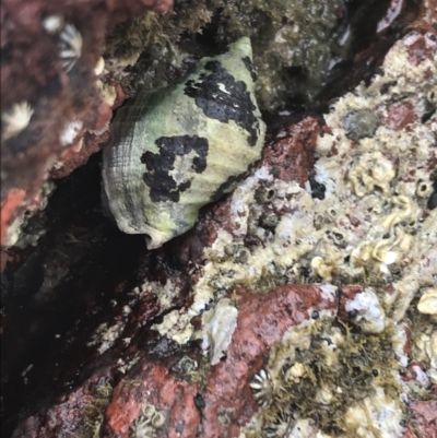 Unidentified Sea Snail / Limpet (Gastropoda) at Cowes, VIC - 17 Dec 2021 by Tapirlord