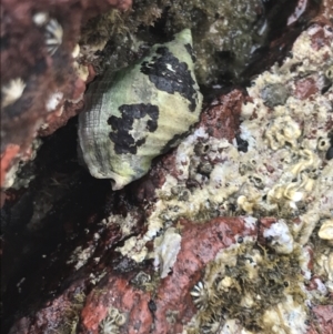 Unidentified Sea Snail / Limpet (Gastropoda) at suppressed by Tapirlord