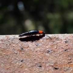 Carphurus sp. (genus) (Soft-winged flower beetle) at Paddys River, ACT - 31 Dec 2021 by FeralGhostbat